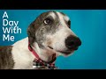 A day with Greyhounds