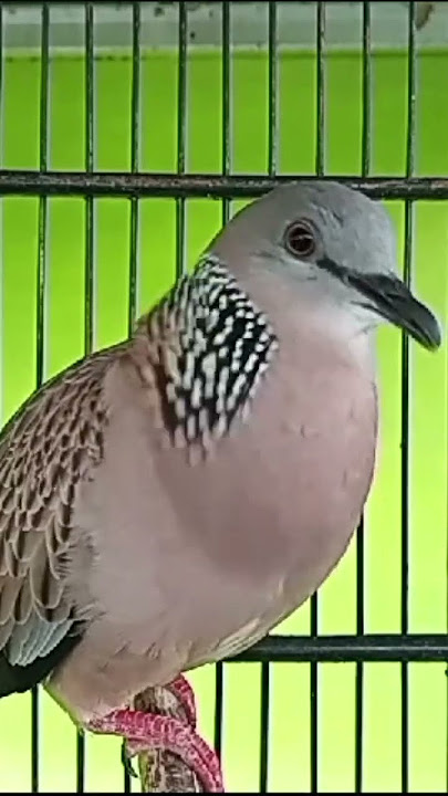 Derkuku Kuk 2 Gacor #anggungan #burung #derkuku #derkukukuk1 #derkukukuk2 #shorts #kalimantan