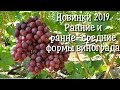 ОБРАТИТЕ ВНИМАНИЕ!! Подборка самых запоминающихся ранних и ранне-средних форм винограда 2019 года