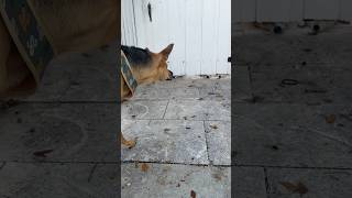 Rescue Puppy Startles By Whats Under Fence