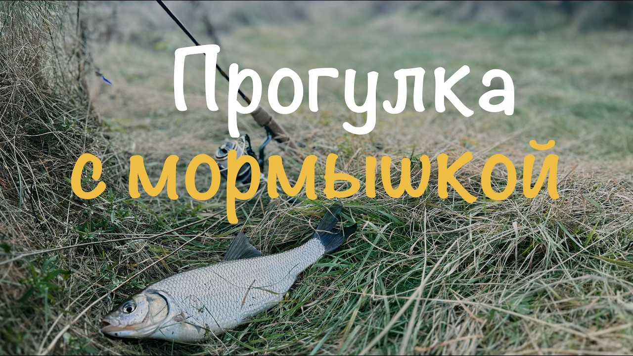 Морымшка поздней осенью. Исетские язи с Abu Garcia Carabus Nano 602xuls