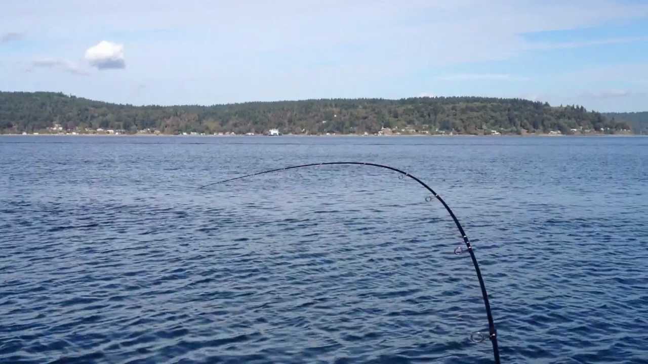 Coho salmon takedown