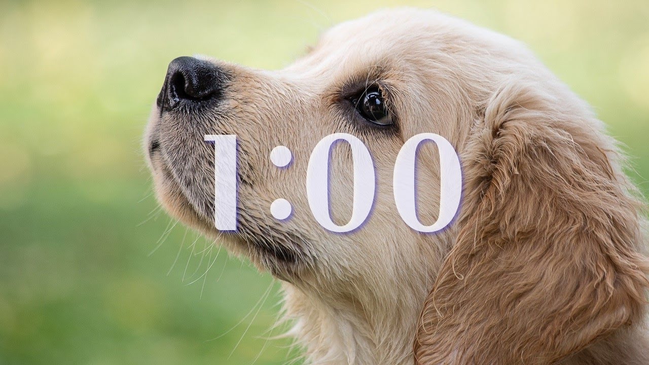 1 Minute Timer Animals YouTube