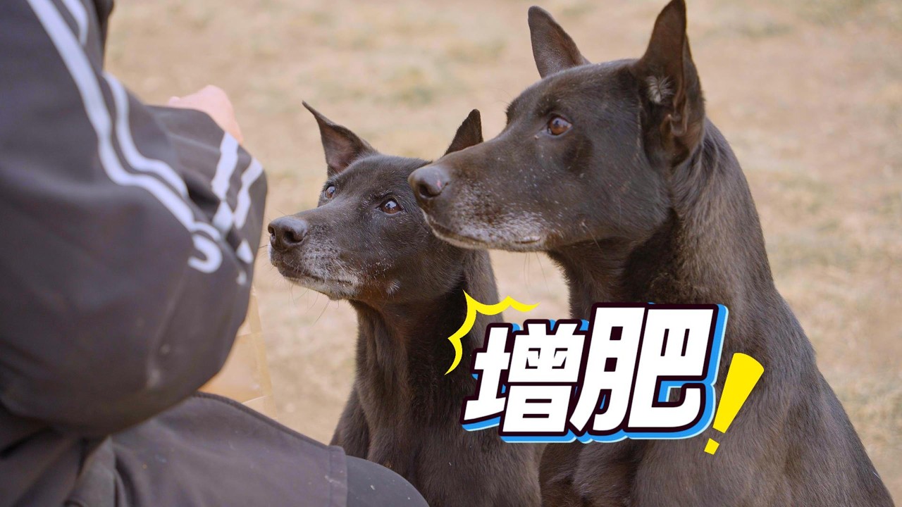 南方的狗子第一次到北方过冬~\Southern dogs experience winter for the first time in the north~
