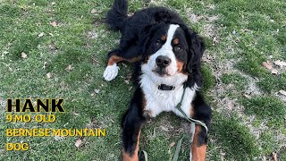 HANK | 9 MO. BERNESE MOUNTAIN DOG | OFF LEASH E-COLLAR TRAINING| by Off Leash K9 Training Columbus 35 views 1 month ago 5 minutes, 54 seconds