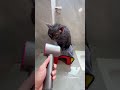 Un nettoyage de qualité #chat #nettoyage #animaux