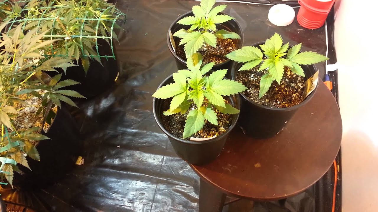 First time autoflower grow update day 50