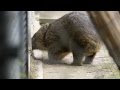 ウォンバットのワイン(五月山動物園) の動画、YouTube動画。