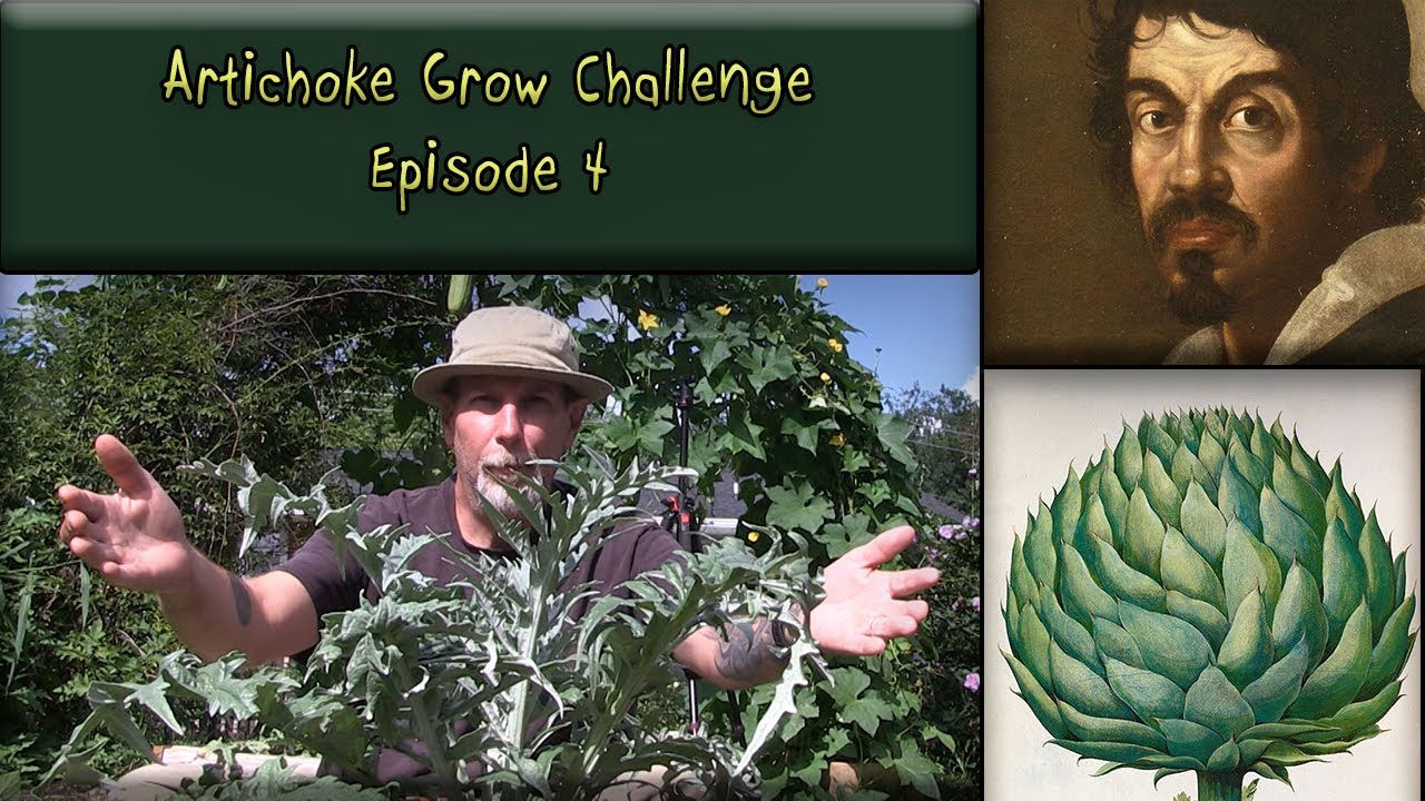 Artichoke Grow Challenge Episode 4 YouTube