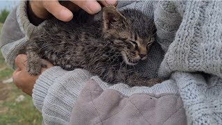 Had This Kitten not been Rescued, it would have been food for Coyotes.