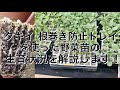 タキイ 根巻き防止トレイを使った野菜苗の生育状況を解説します！