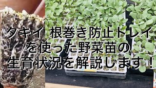 タキイ 根巻き防止トレイを使った野菜苗の生育状況を解説します！