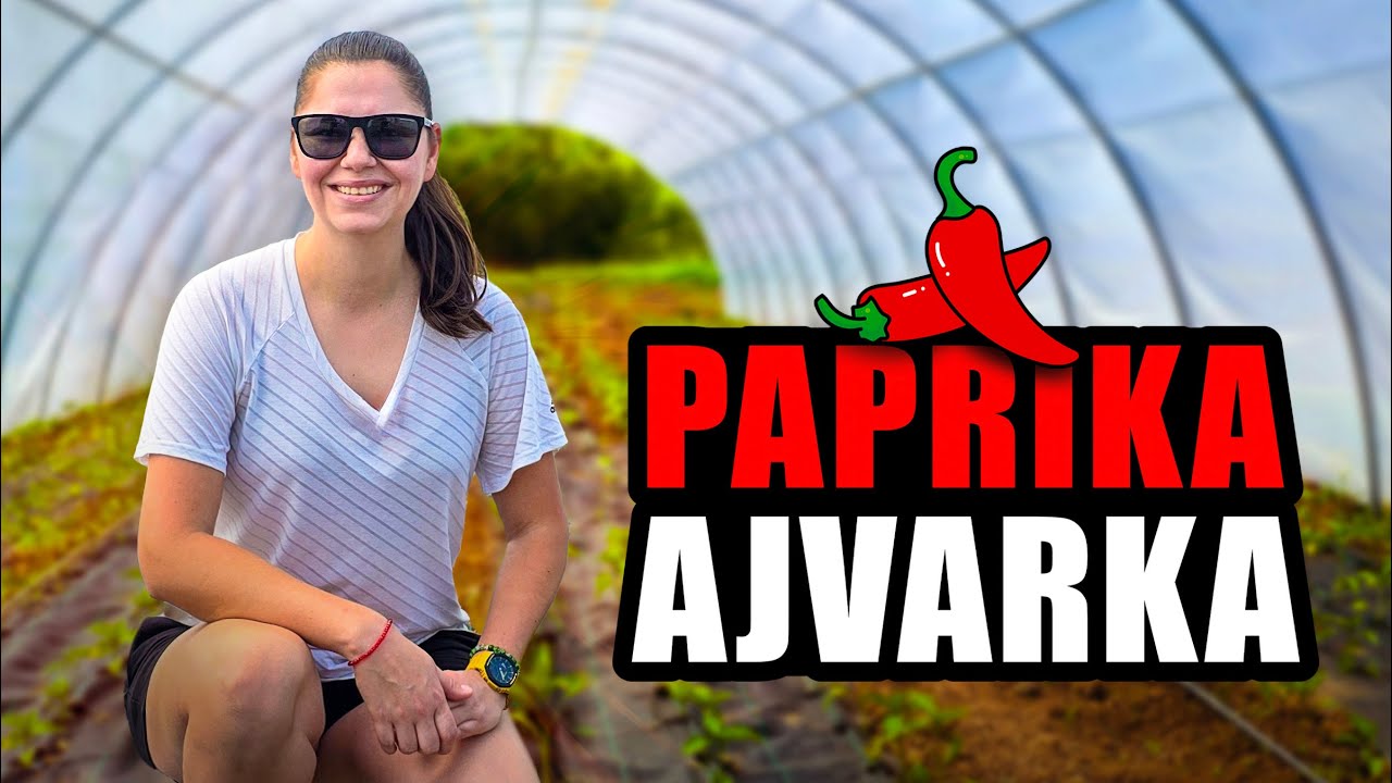 Porodična proizvodnja DOMAĆEG AJVARA! Naprave preko 1000 TEGLI po sezoni! Selo Činiglavci