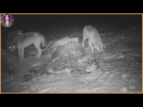 15 Times Wolves Were Caught Hunting On Camera. #Part2 | Pets House