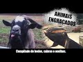 CRAZY GOATS! 🤣🤣 FUNNY ANIMALS! ANIMAIS ENGRAÇADOS!