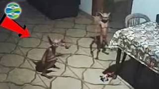 REKAMAN MENYERAMKAN!! inilah 19 Penampakan Makhluk Misterius PALING MENGERIKAN yang Terekam Kamera!