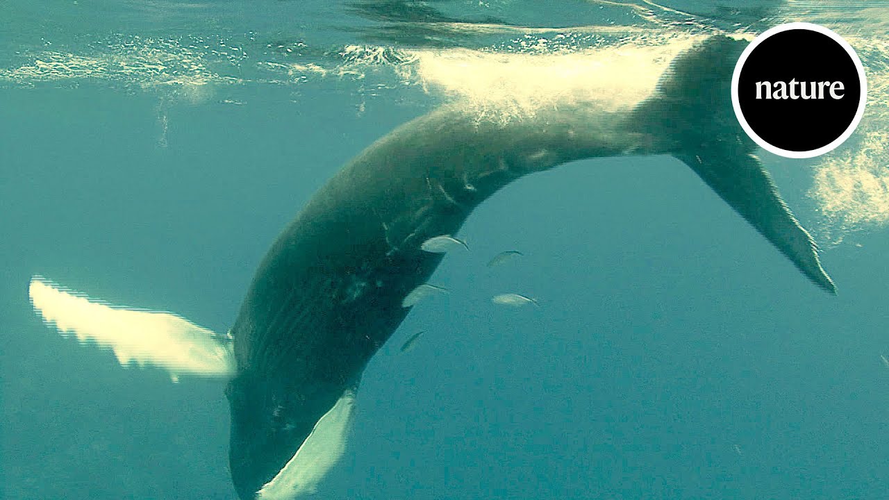 Whale-cams reveal how much they really eat