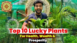 Top 10 Lucky Plants for Home 🎋 | Vastu   Science Explained (With Price)