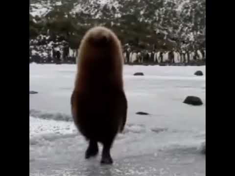 коричневый пингвин