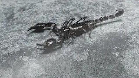 PSA - Poison of a Scorpion (30 second ver) - UNTAGGED