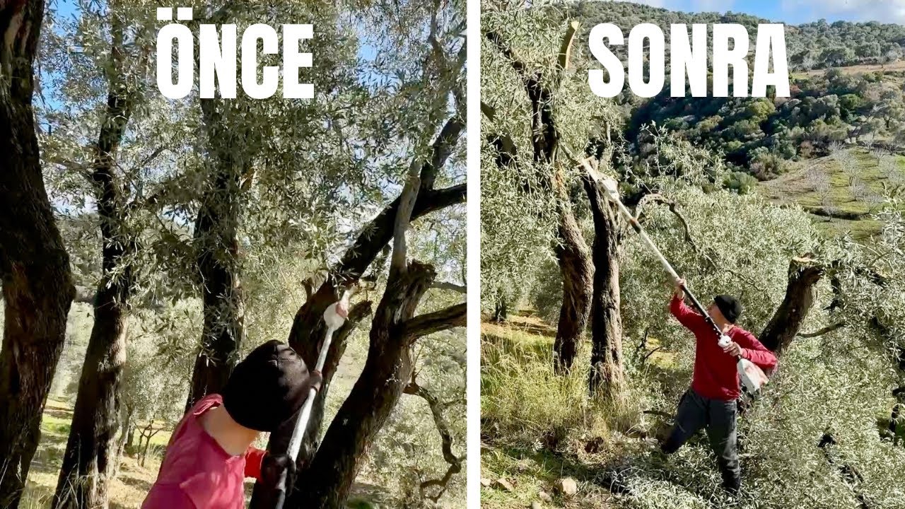 Şimdi Gençleştirme Zamanı | Eski Budanan Ağacın Son Hali | Nedim Yıldız 