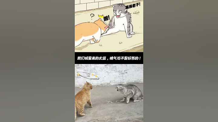 城里猫狗回村，爆改黑皮体育生？ #搞笑 #二次元 #猫狗 #宠物