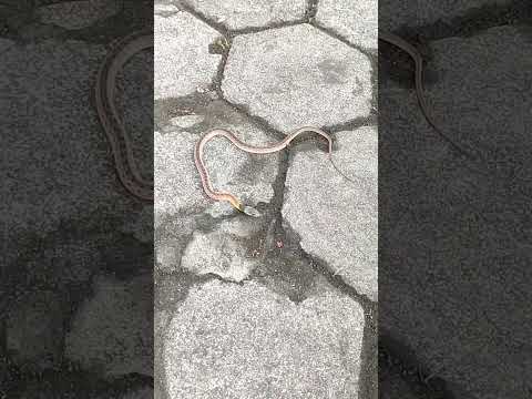 Video: Rednecks - ular kimlar? Bu jarangli so'z nimani anglatadi?