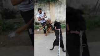 Dog fight | Nanu the wolf dog vs Doberman|