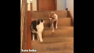 Video Hewan Lucu bikin ngakak |#kata baba