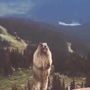 [問卦] 為什麼小孩子很愛突然尖叫？