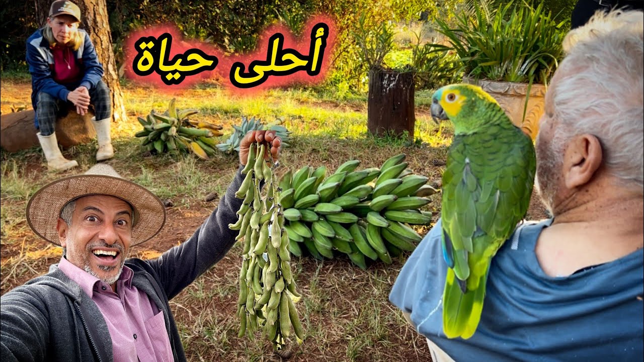 حياة المزارع / مزرعة أبقار / ببغاء يتكلم و يرقص 😅