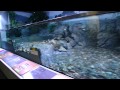 姫路市立水族館・「播磨の川」展示 の動画、YouTube動画。