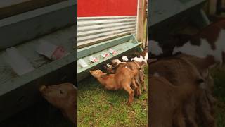 POV: You’re bottle feeding baby goats