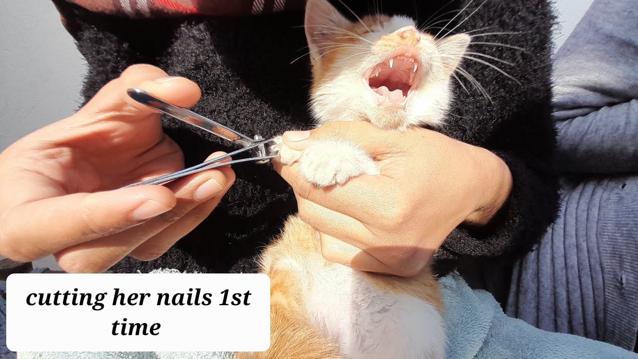 Cutting her nails 💅 for the 1st time new cat meows158 YouTube