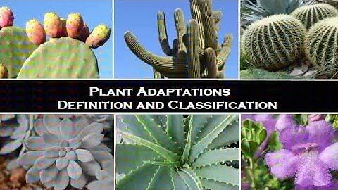 Science class 4 Adaptation How Plants Survive