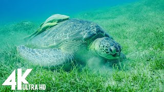 3 HOURS of 4K Underwater Wonders + Relaxing Music - Coral Reefs & Colorful Sea Life in UHD by Dream Soul 2,136 views 2 months ago 3 hours, 48 minutes