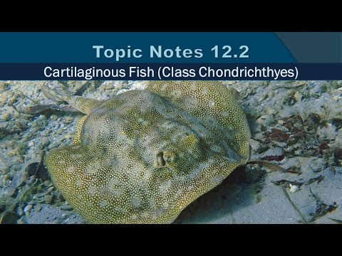 Topic Notes 12 2   Cartilaginous Fish 2020
