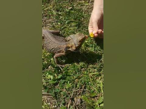【Bearded Dragon/フトアゴヒゲトカゲ】She likes flowers/散歩中花を食べる #Shorts - Hq2