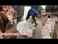 Sheep Shearing Begins, With Storms On The Way