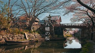 近江八幡の桜 : Omi Hachiman and Cherryblosso（Shiga, Japan）
