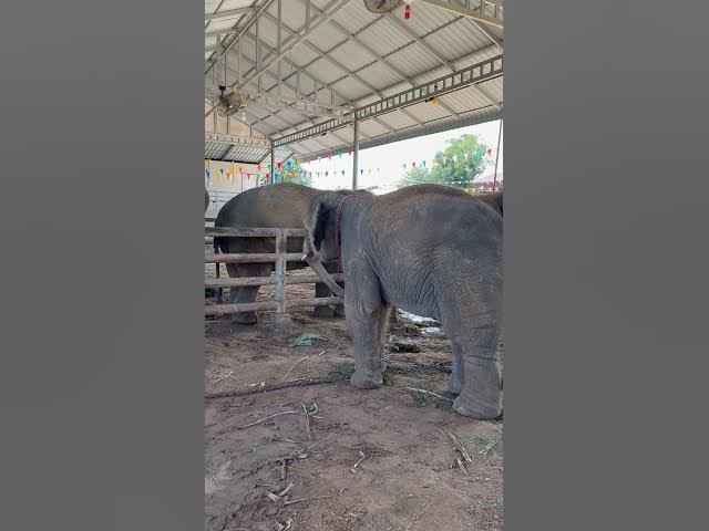 ม่วนคัก #cute #shorts #funny #viral #anime #elephant #india #viralvideo #yearofyou #ช้าง