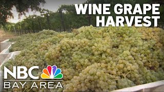 Wine harvest underway at some Livermore Valley vineyards
