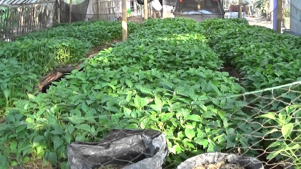 Belajar pembibitan cabai sebagai peluang bisnis yang Belajar pembibitan cabai sebagai peluang bisnis yang
