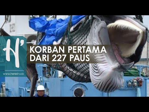Video: Jepun Menyambung Semula Ikan Paus Komersial