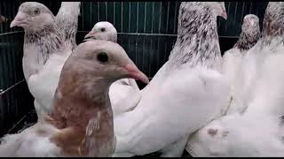 Sialkoti LAL Motiyon Waly Pigeon for Sale