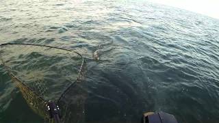 Joe & Joel, Lake St.Clair Muskie 2014