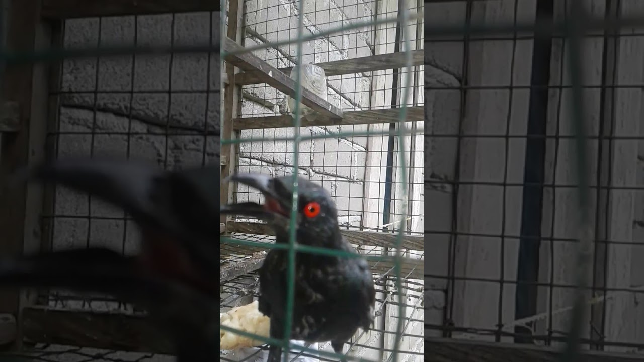 Burung Jalak jinak 