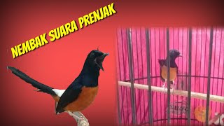 MURAI BATU GACOR ISIAN PRENJAK LANCUR