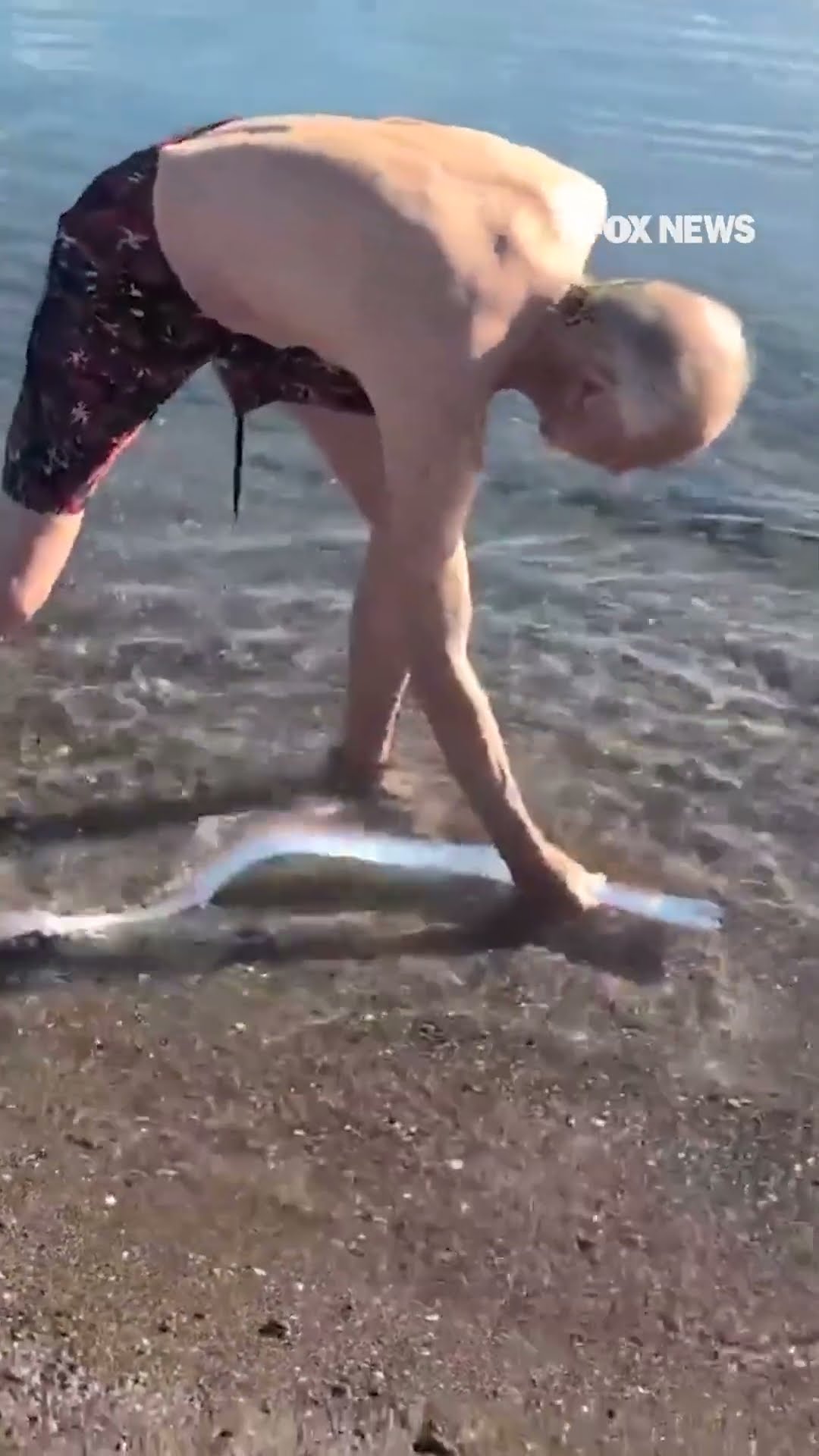 Rare oarfish spotted on beach in Baja California Sur, Mexico
