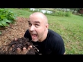 Black gold how to make rabbit compost